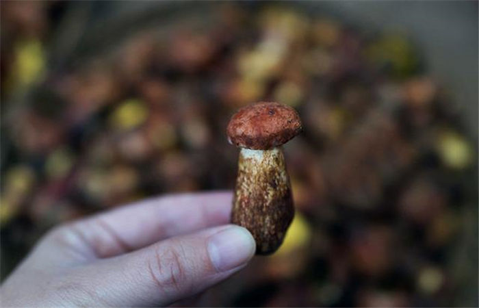 青岛优菇网商业发展有限公司亮相2017中国特许加盟展（北京站）