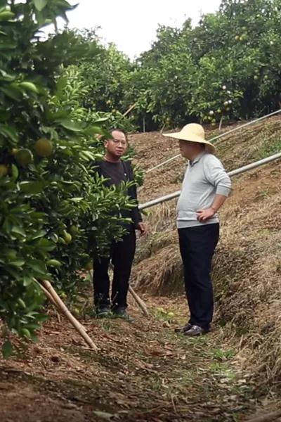 天时地利人和!京城果王带你揭开实建褚橙的神秘面纱