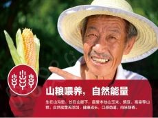 吕粮山猪全国招商，火热进行中